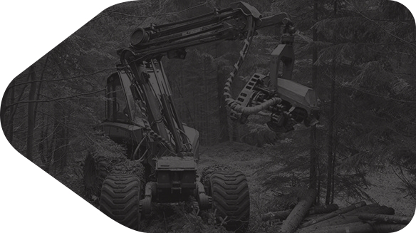 Feller Buncher Harvester 