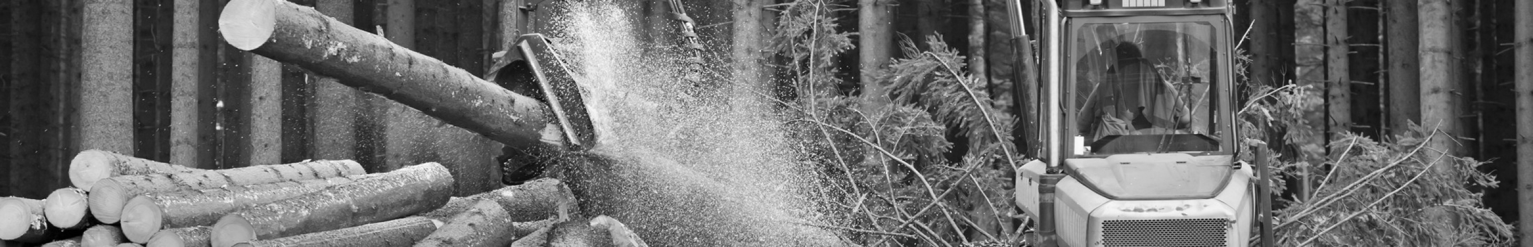 Sears feller buncher seating solutions. Picture of a forestry feller buncher in action.